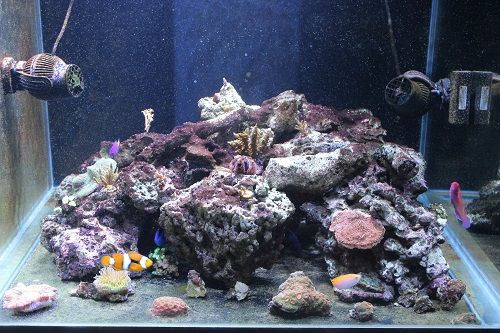 chemiclean reef tank