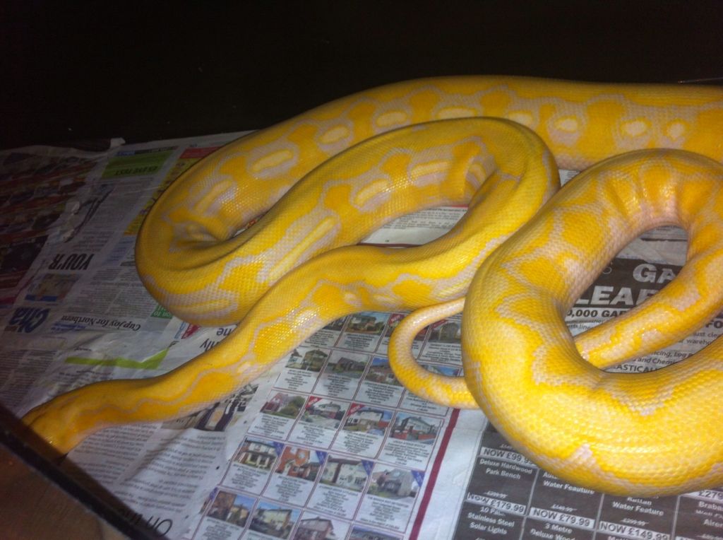 Albino Tiger Retic