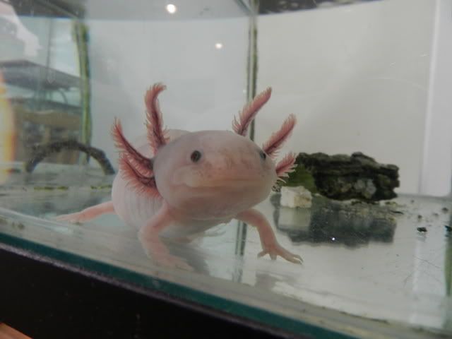 Axolotl3.jpg
