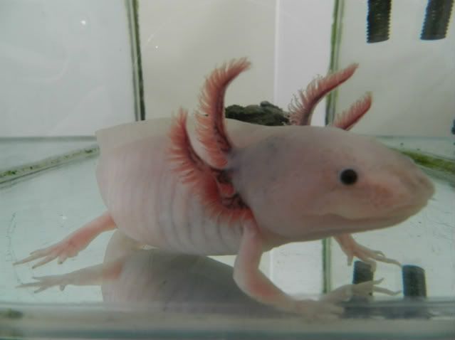 Axolotl4.jpg