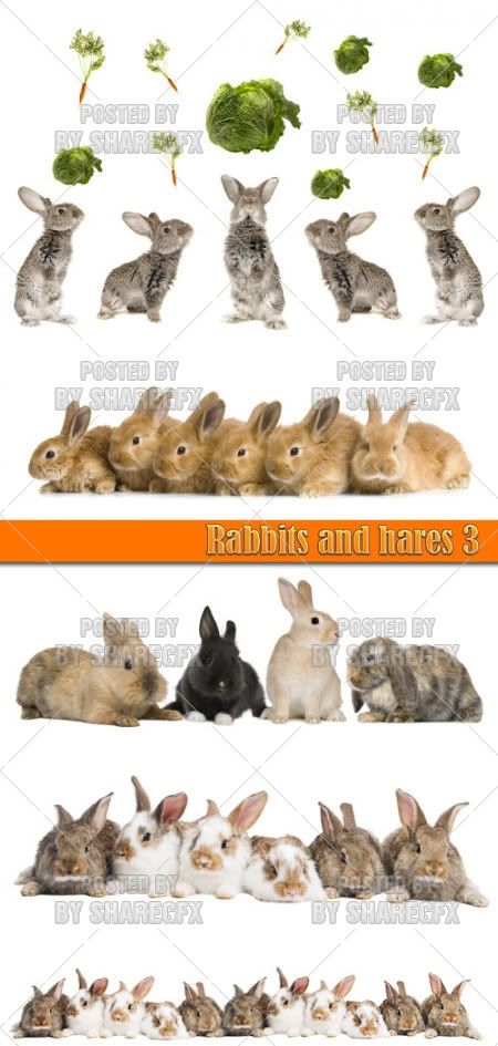 Pictures Of Rabbits And Hares. Rabbits and hares 3