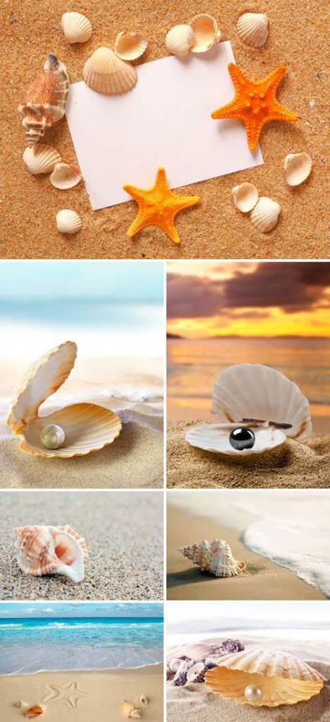 Stock Photo - Seashells