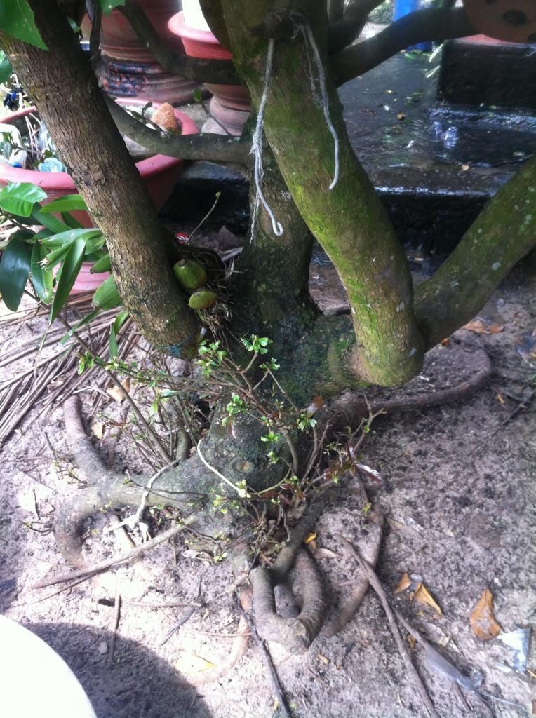 Cần bán 2 cây lộc vừng cổ thụ bonsai đẹp - 4