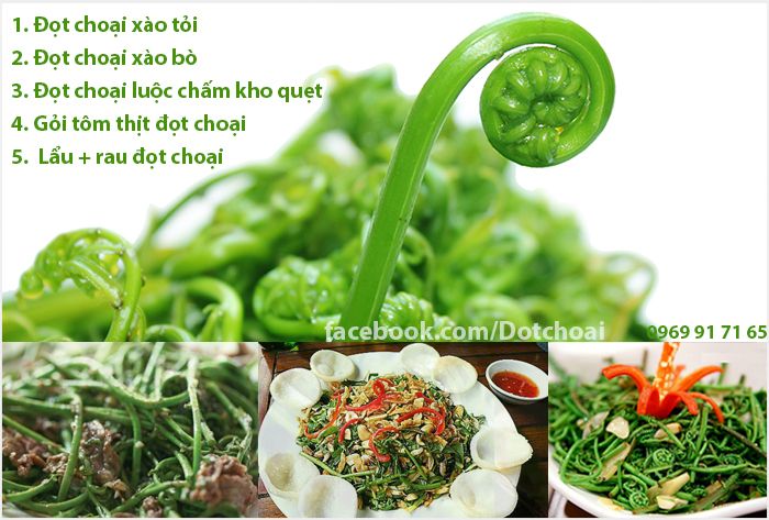 Rau đọt choại