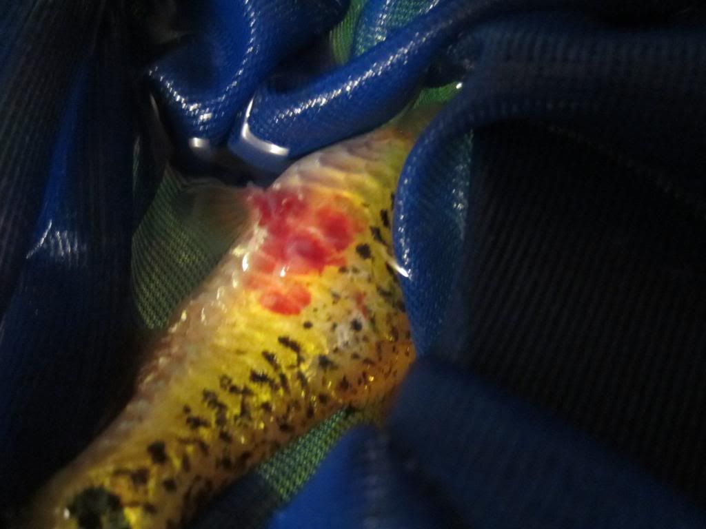 Unusual Red Spots on Fish? Aquarium Advice Aquarium Forum Community