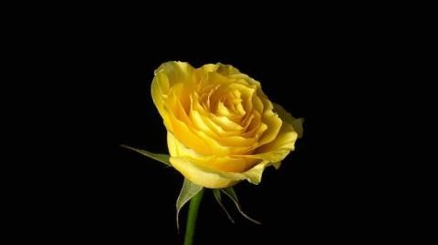 single yellow rose photo: A perfect single yellow rose... ImageResizeServlet-9_zpse1e72d39.jpg