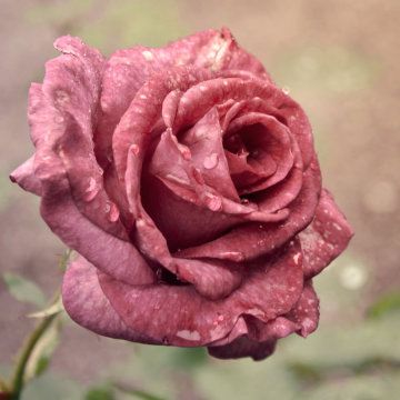 roses photo: carmenbonilla Tx tumblr_m6jc5mtjIC1rqvwcoo1_1280_zpsafc2f674.jpg