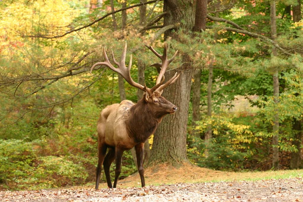 Huge Elk