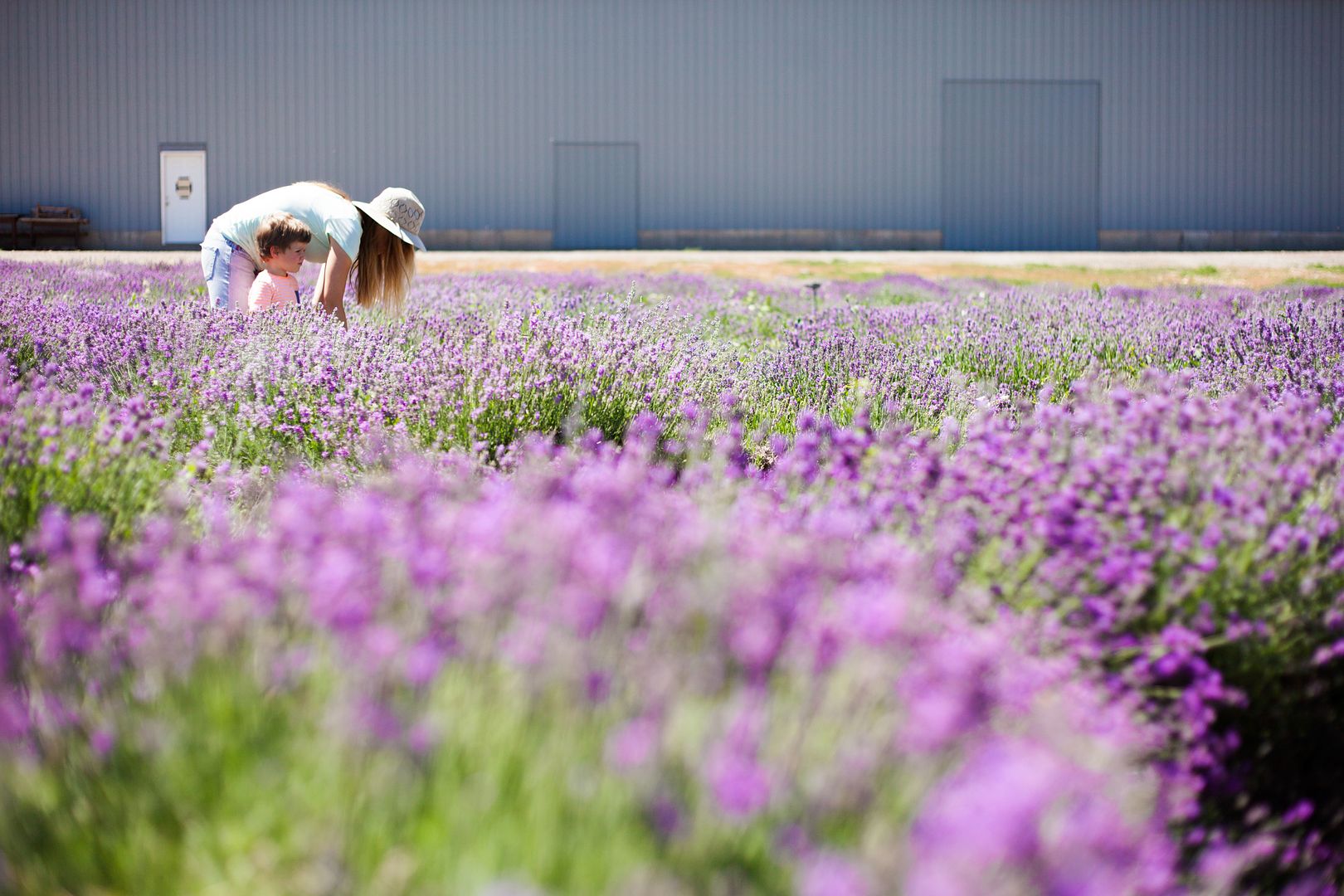 Lavender Fields Utah