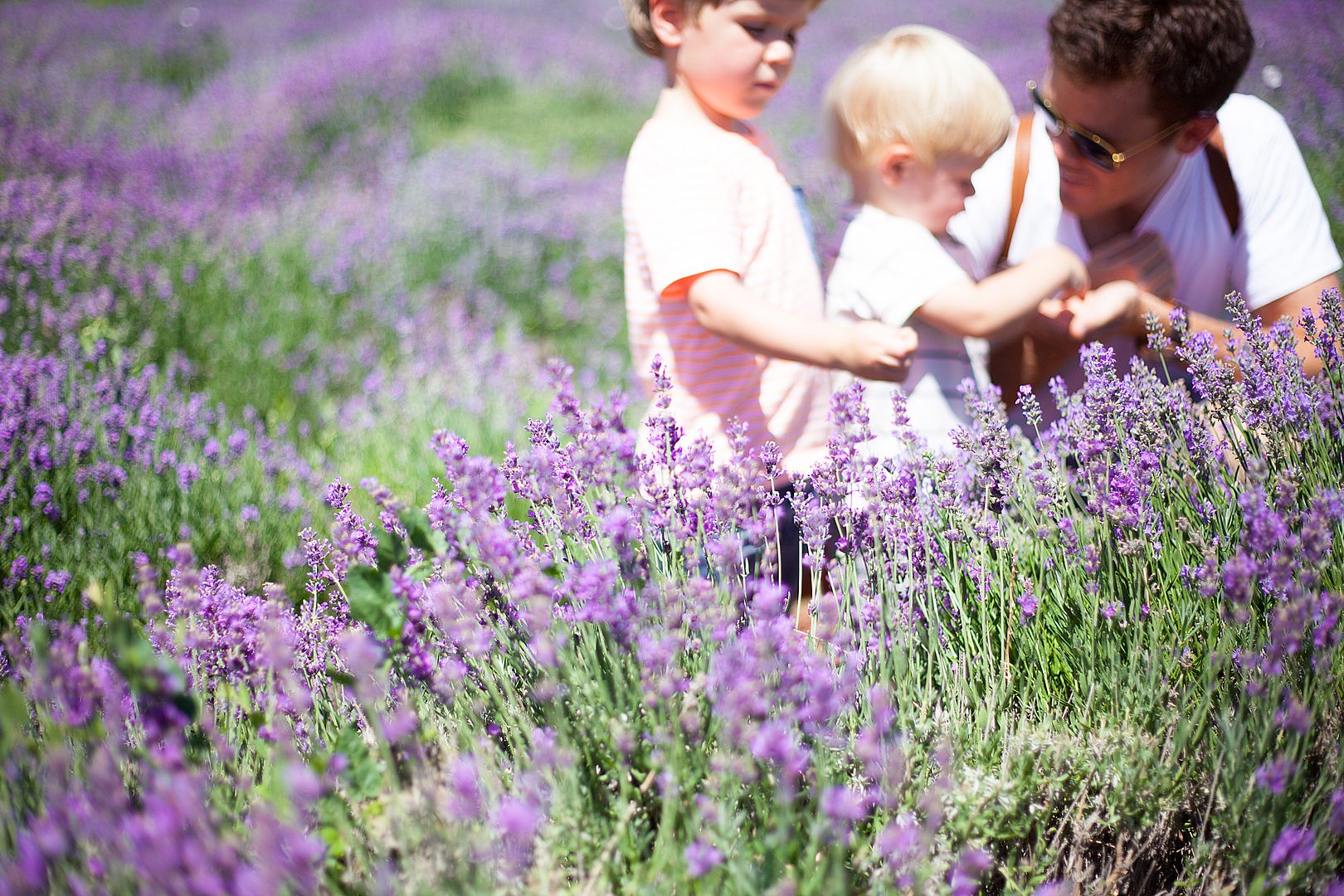 Lavender Fields Utah