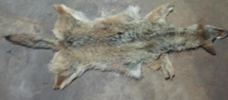 Coyote Hide