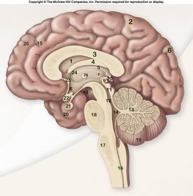 Brain Anatomy Diagram Quiz - By FluteCutie