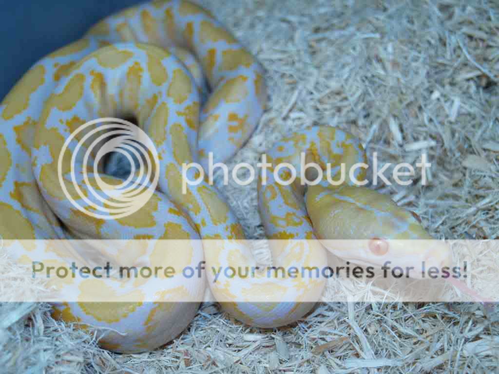 show me your xmas snake pictures | Reptile Forums