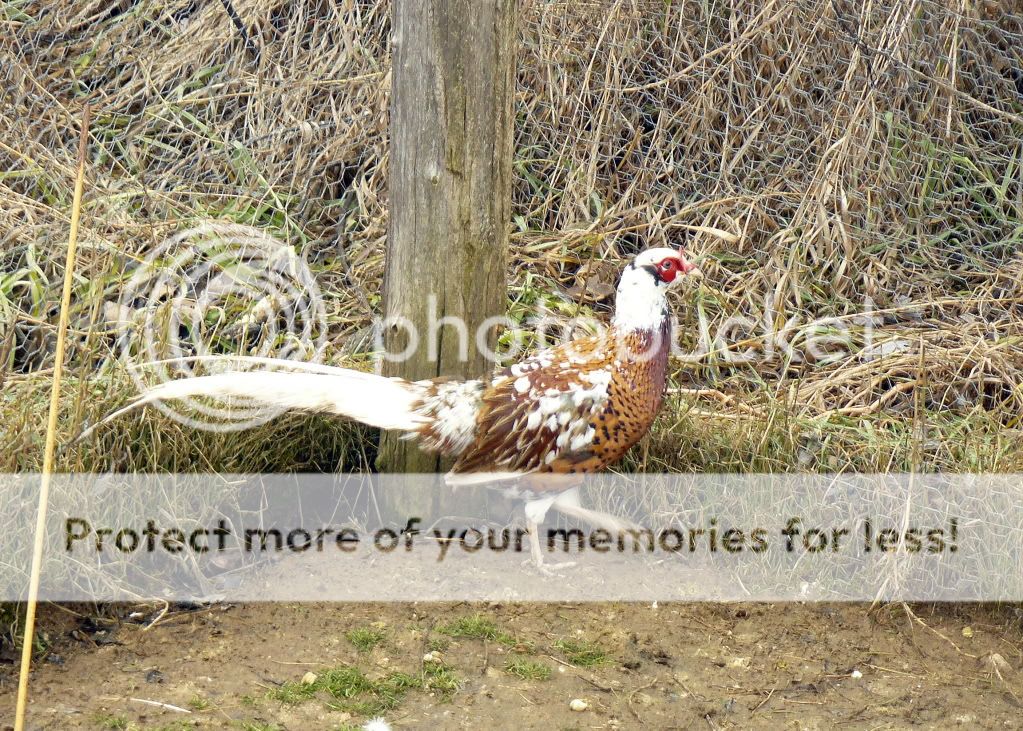 Loud Pied Ringneck Pheasant Rooster For Sale