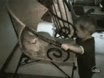 photo cat-attacks-kid_zps63a16f58.gif